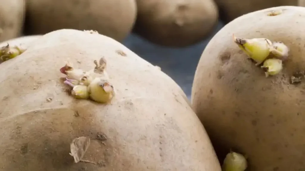 copia de que significa la papa verde 1200 675