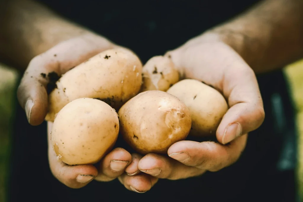 cuidado con las patatas verdes y con brotes 1920 1280