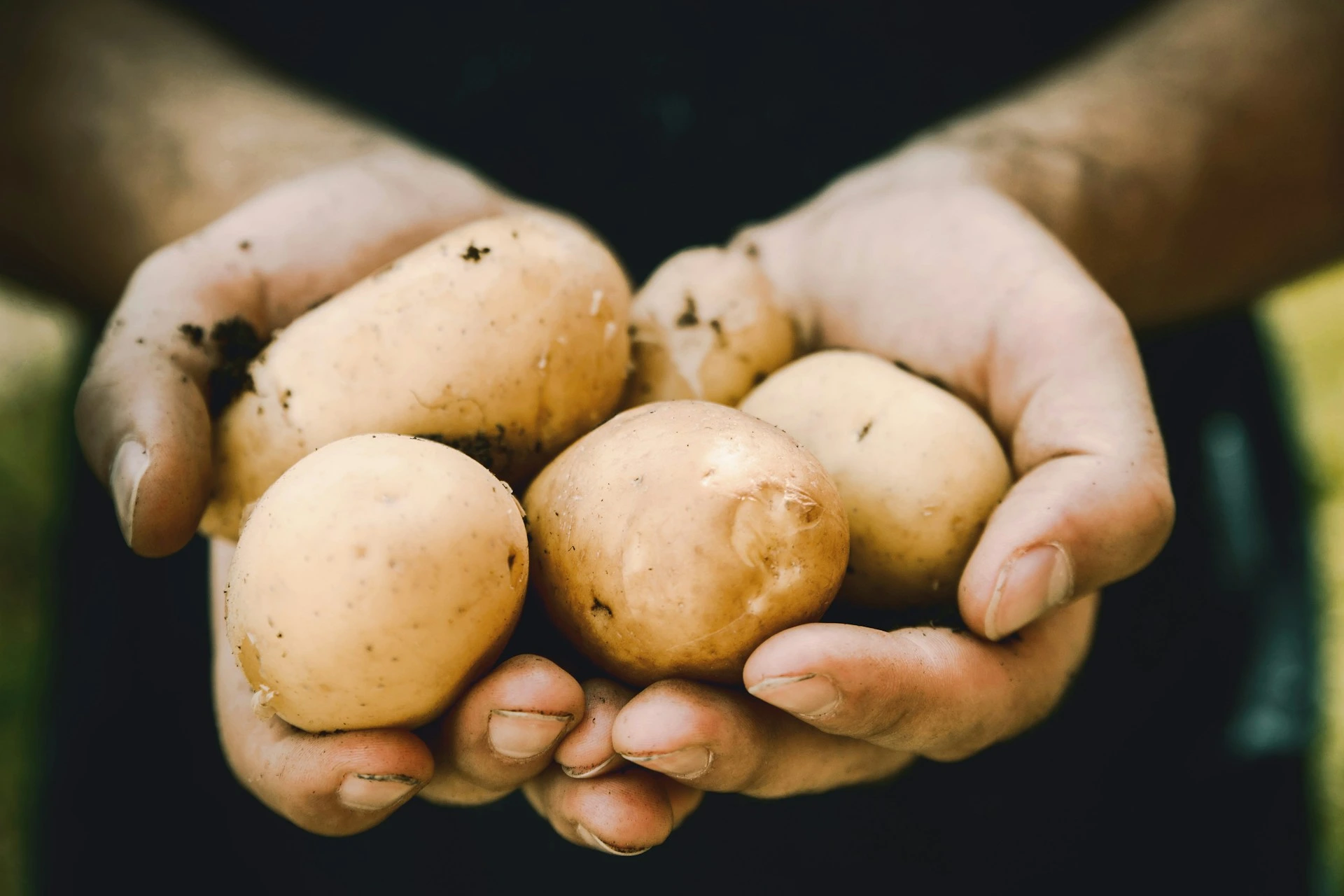 blog cuidado con las patatas verdes y con brotes 1920 1280