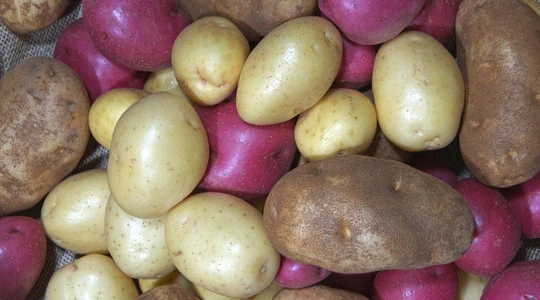 variedades de patata 540 300