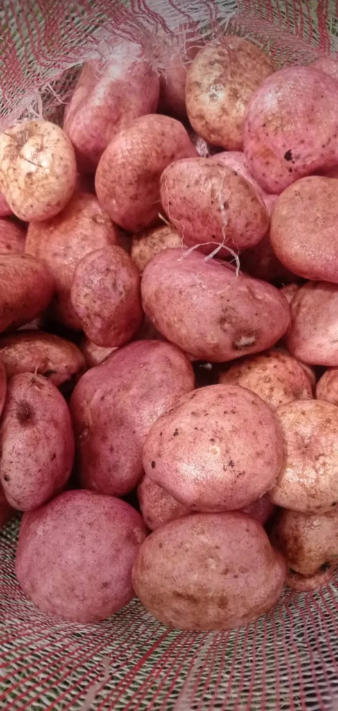 tipos de papa papa r12