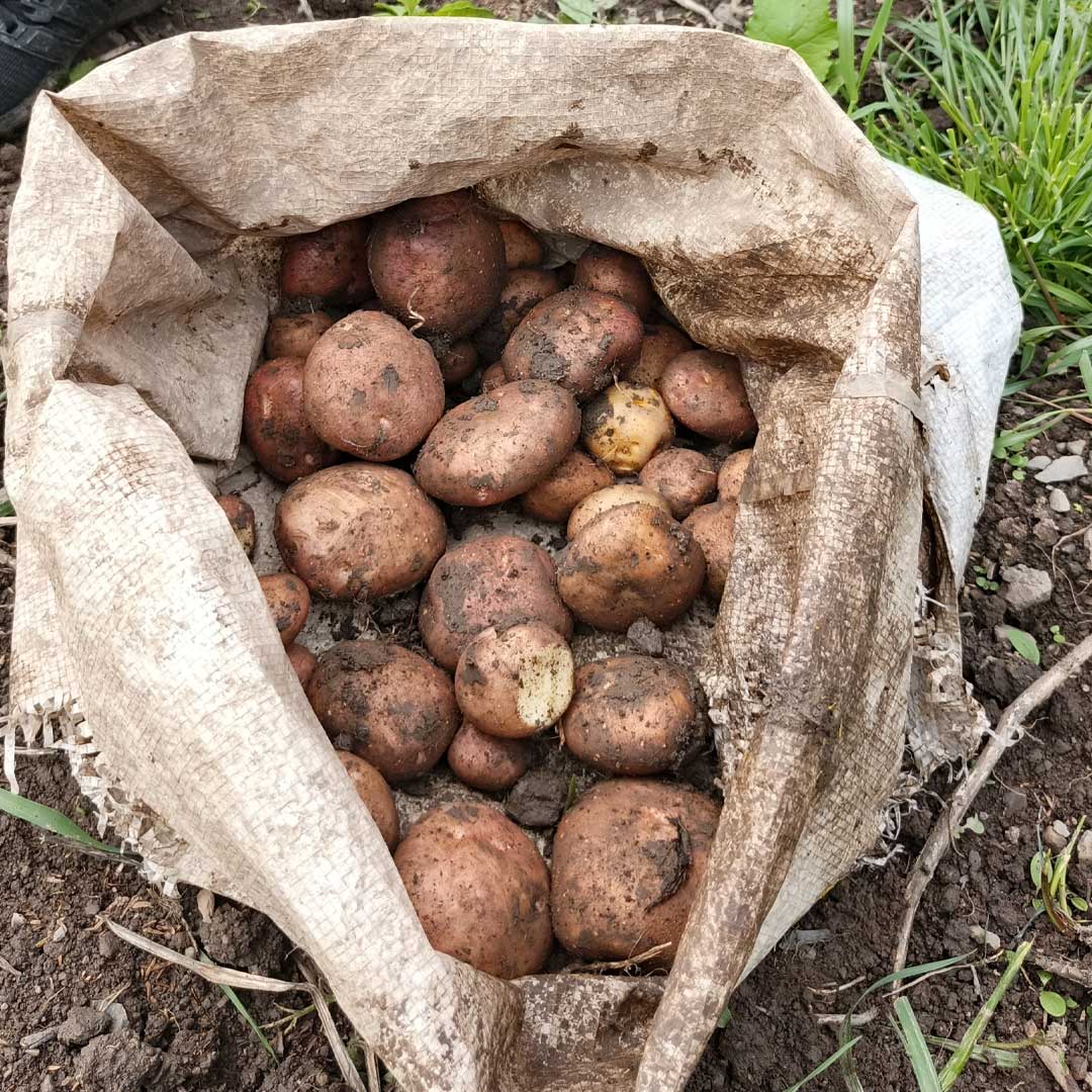 blog saco de papas