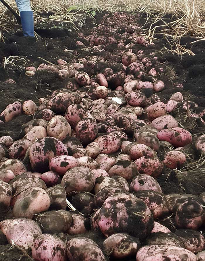variedades de patata 540 300