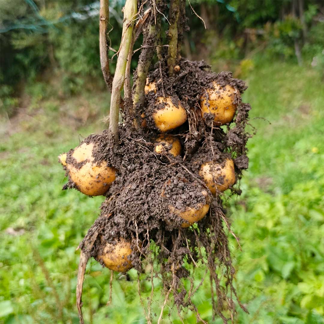 blog papas criollas