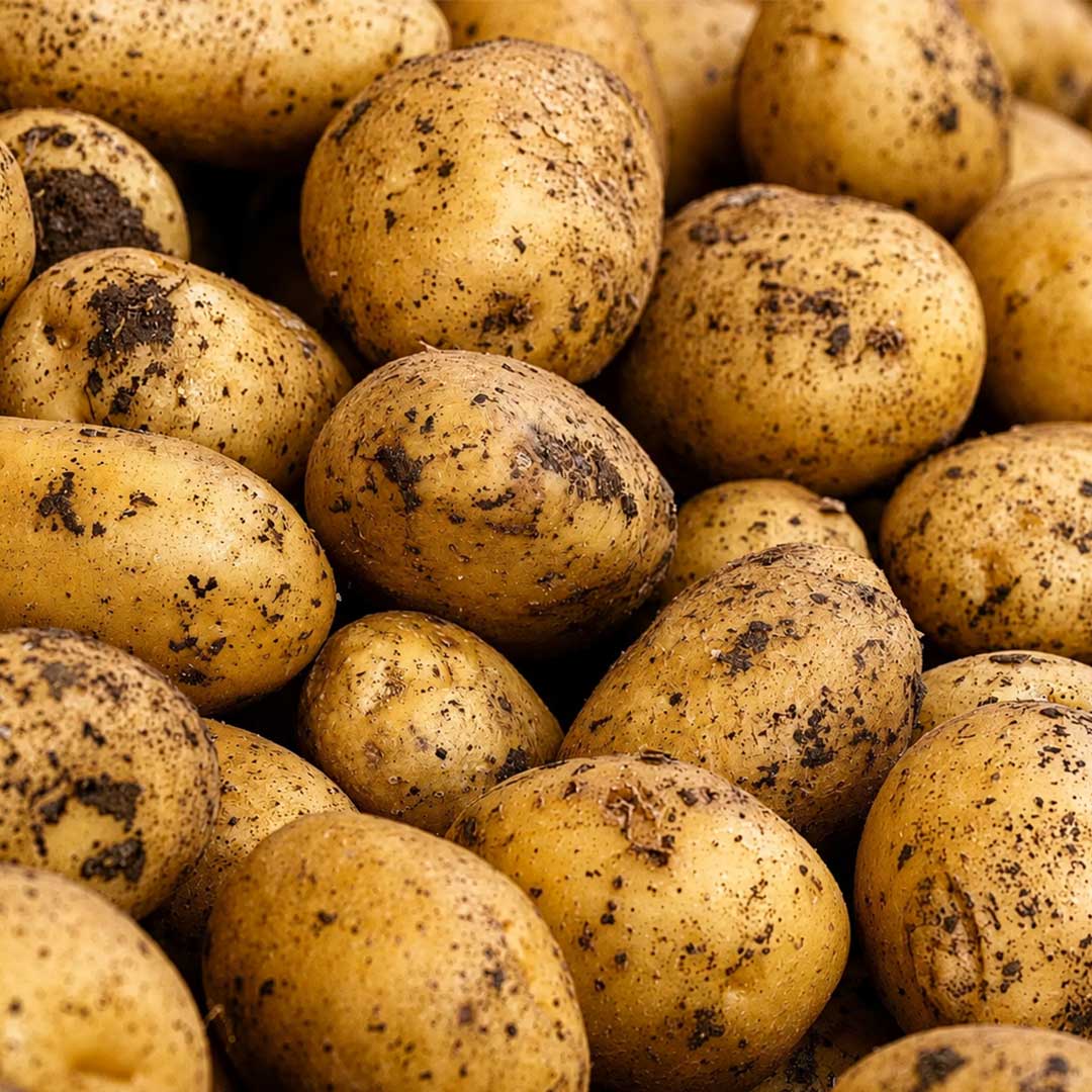 blog papas