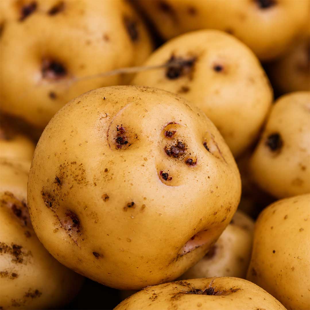 tipos de papa papitas criollas