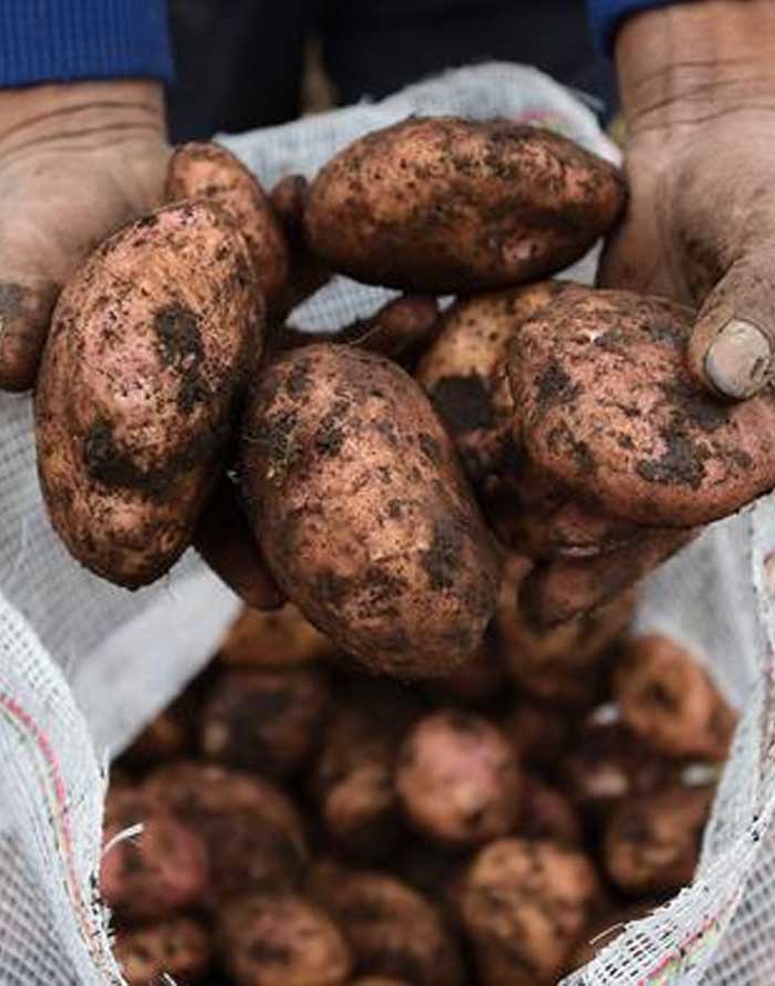 cuidado con las patatas verdes y con brotes 1920 1280